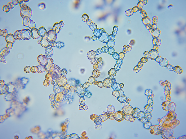 Fructooligosaccharides
